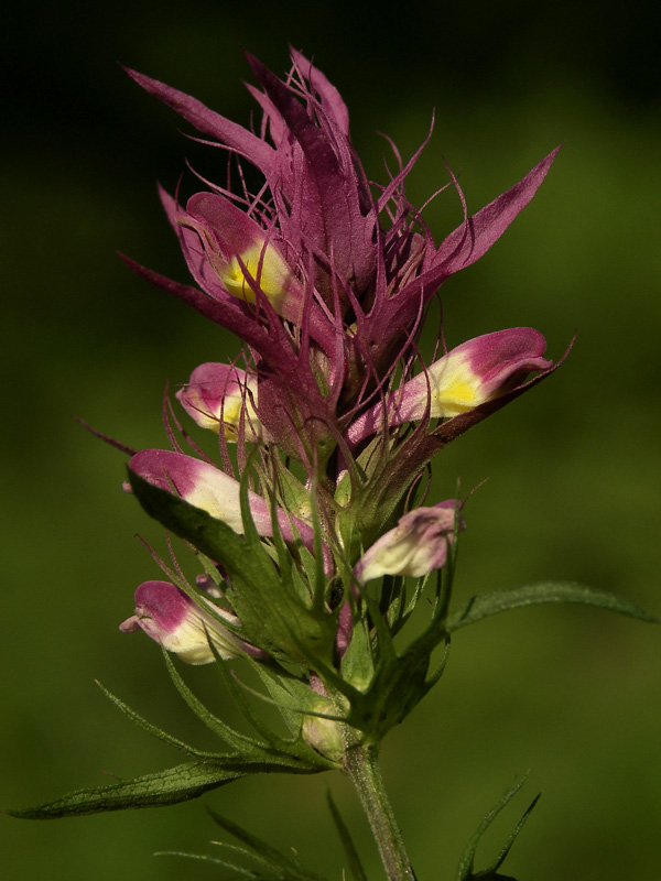 Image of Melampyrum arvense specimen.