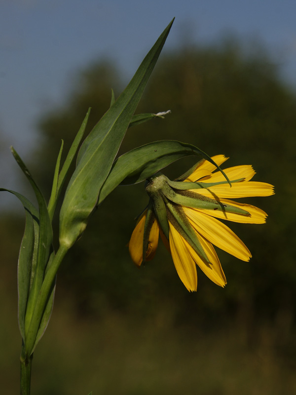 Image of Tragopogon orientalis specimen.