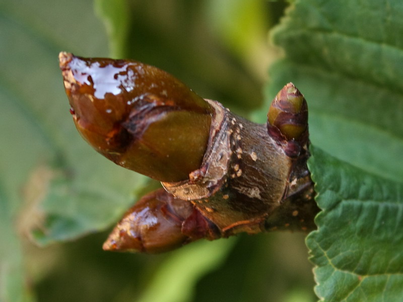 Image of Aesculus hippocastanum specimen.