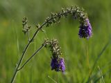 Salvia nutans. Соцветие. Белгородская обл., окр. пос. Борисовка, Острасьев Яр, степь. 30.06.2009.