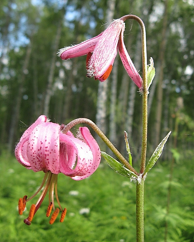 Image of Lilium pilosiusculum specimen.