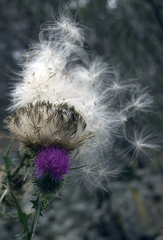 Изображение особи Cirsium vulgare.