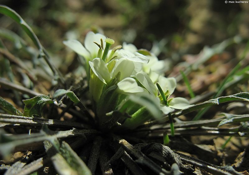 Image of Erysimum leucanthemum specimen.