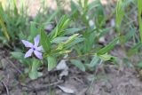 Vinca herbacea. Цветущее растение. Украина, Днепропетровская обл., Криворожский р-н, окр. с. Широкое и с. Вольный Табор, склон балки. 05.05.2015.