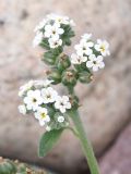 Heliotropium ellipticum