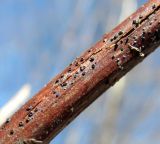 Rubus idaeus