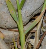 Image of taxon representative. Author is Татьяна Мальчинская