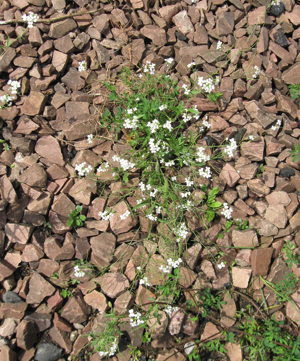 Image of Arabidopsis arenosa specimen.