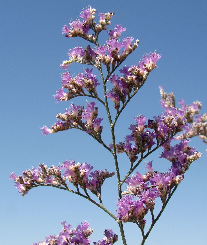 Изображение особи Limonium myrianthum.