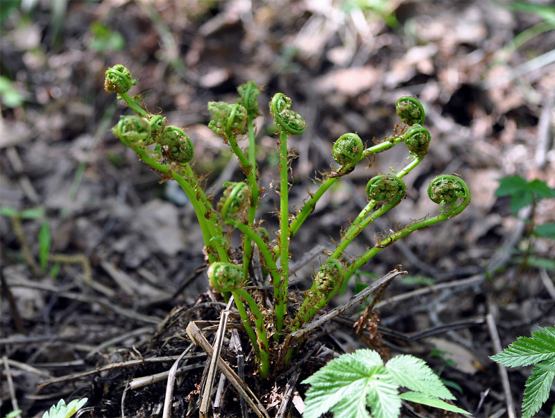 Изображение особи Athyrium filix-femina.