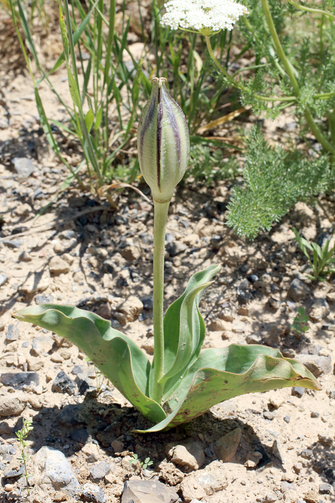 Image of Tulipa tschimganica specimen.