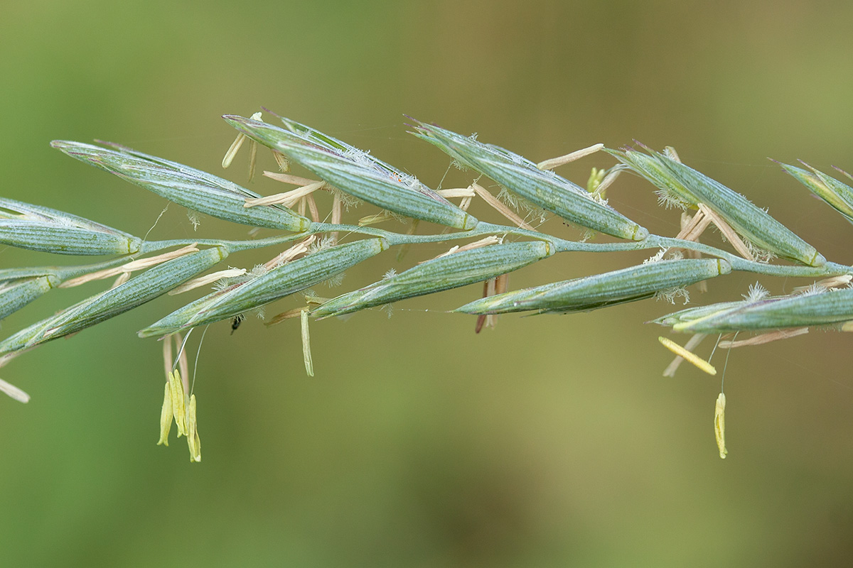 Изображение особи Elytrigia repens.