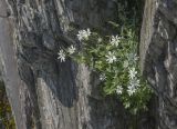 Stellaria ruscifolia