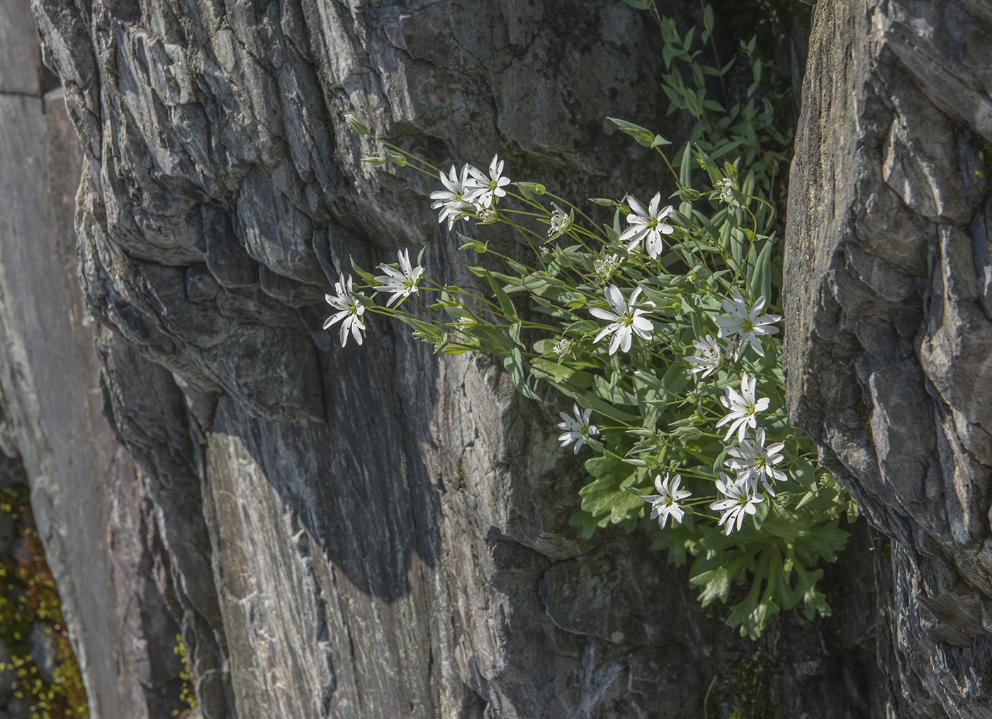 Image of Stellaria ruscifolia specimen.