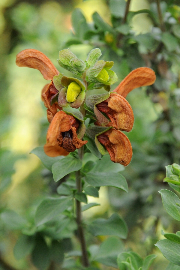 Image of Salvia aurea specimen.