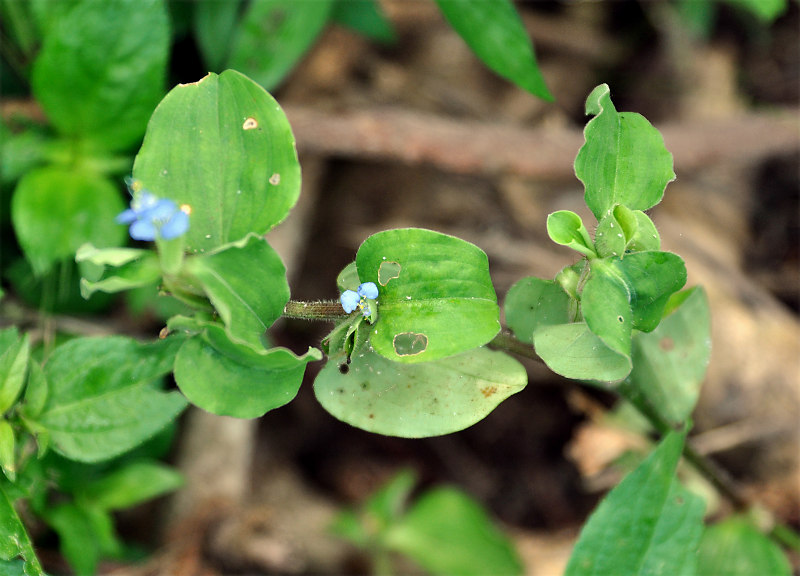 Изображение особи Commelina benghalensis.