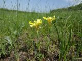 Iris pineticola