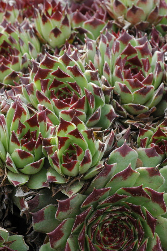 Image of Sempervivum calcareum specimen.