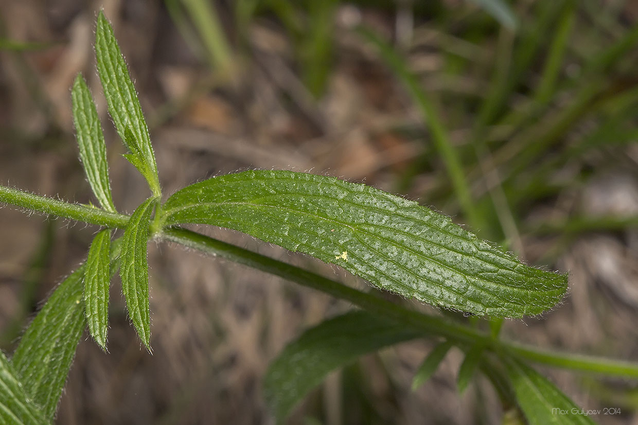 Изображение особи Stachys atherocalyx.