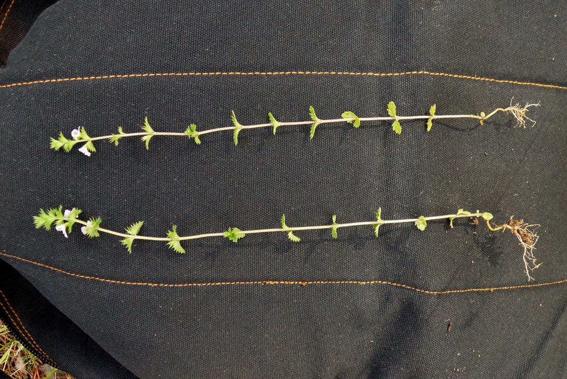 Image of Euphrasia vernalis specimen.