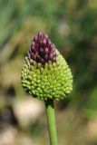 Allium amethystinum