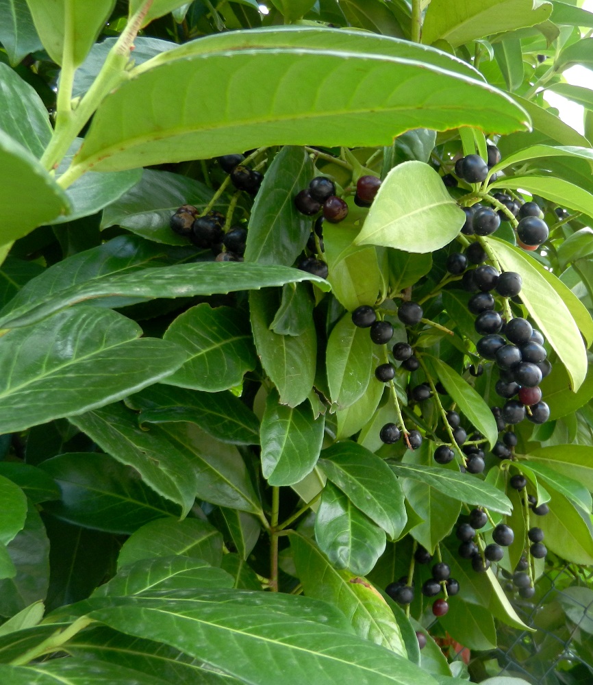 Image of Lauro-cerasus officinalis specimen.