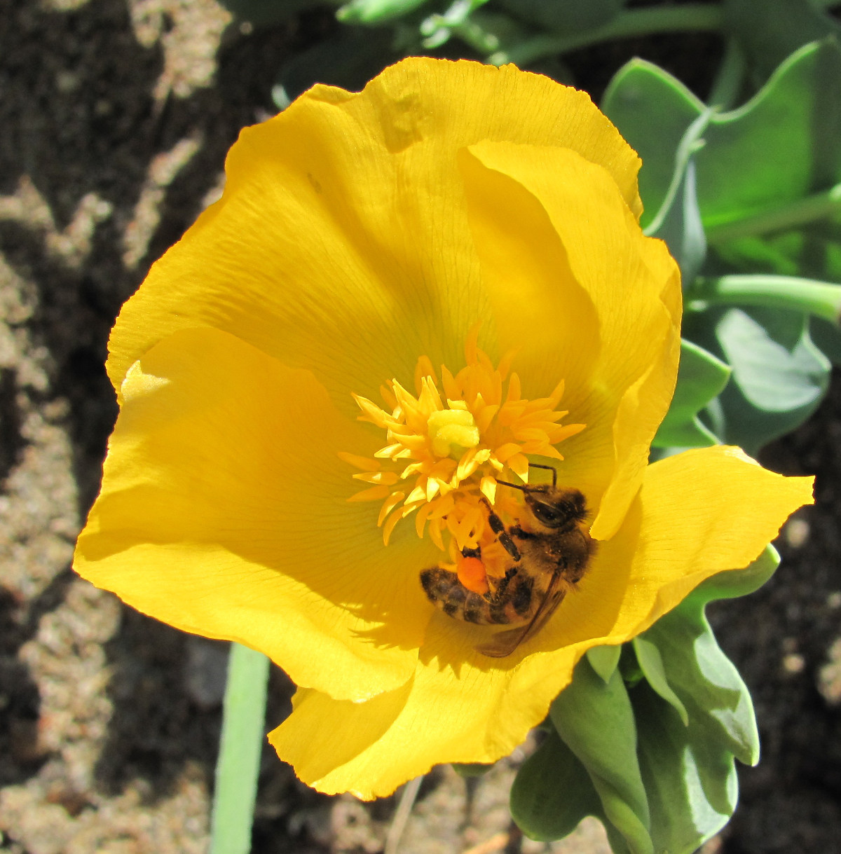 Изображение особи Glaucium flavum.