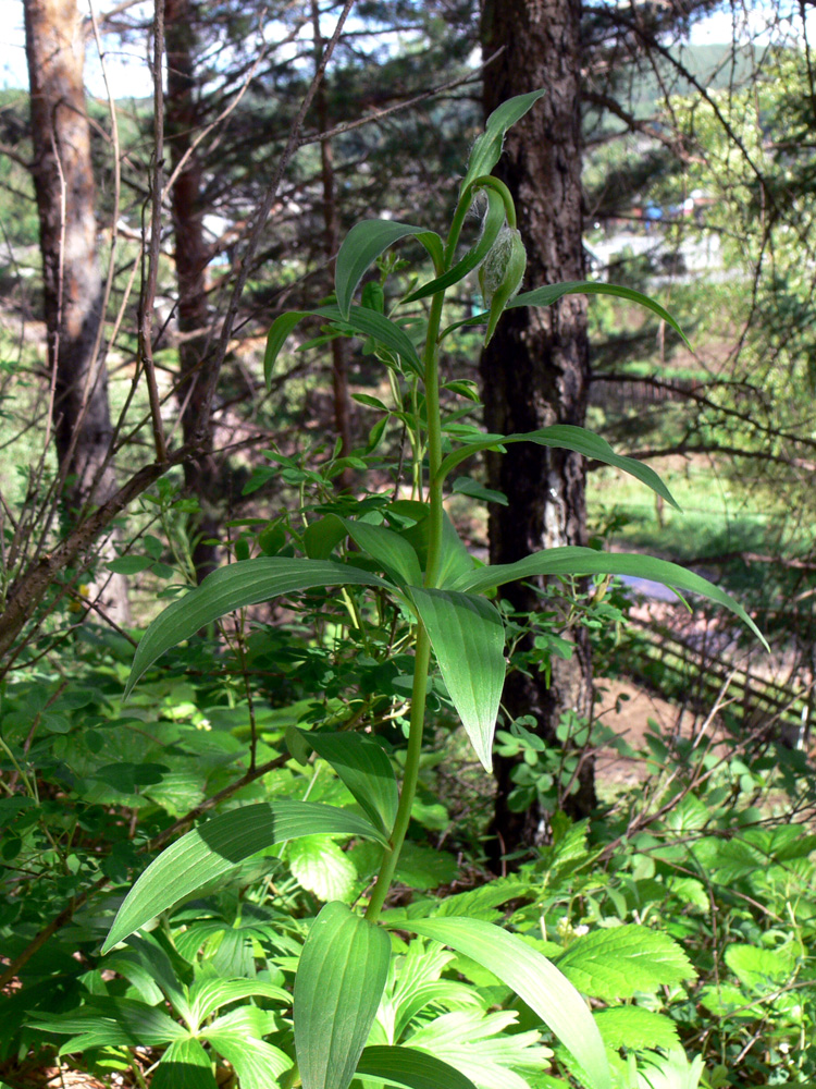 Image of Lilium pilosiusculum specimen.