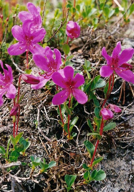 Изображение особи Rhododendron camtschaticum.