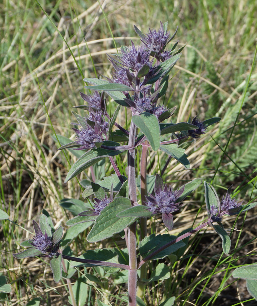 Image of Nepeta ucranica specimen.