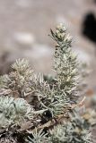 Artemisia rutifolia. Побег с соплодиями. Южный Казахстан, горы Алатау (Даубаба), северный гребень вершины 1734, высота ~1500 м н.у.м. 16.07.2014.