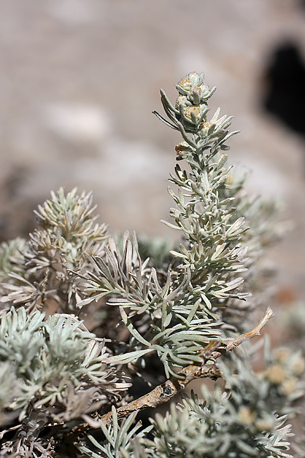 Image of Artemisia rutifolia specimen.