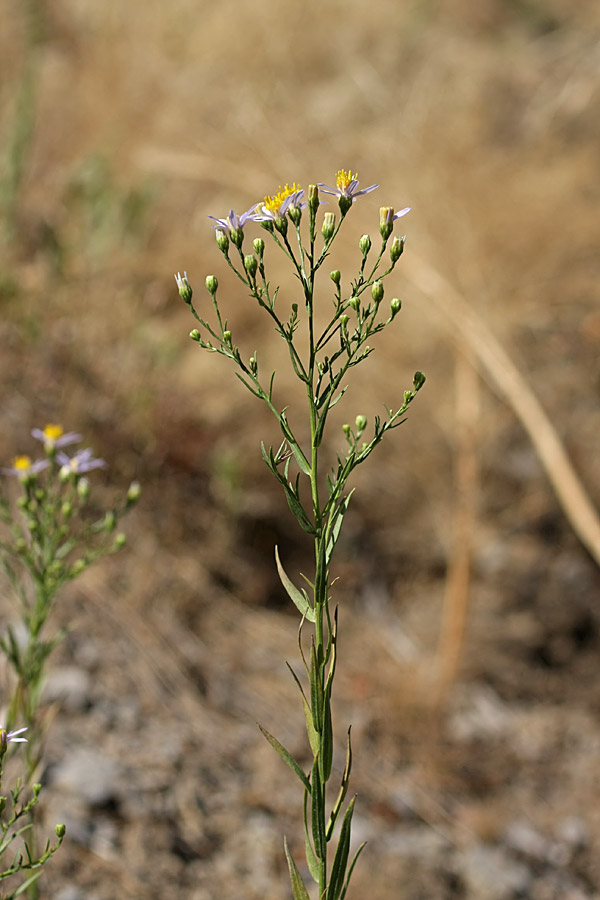 Image of Galatella coriacea specimen.