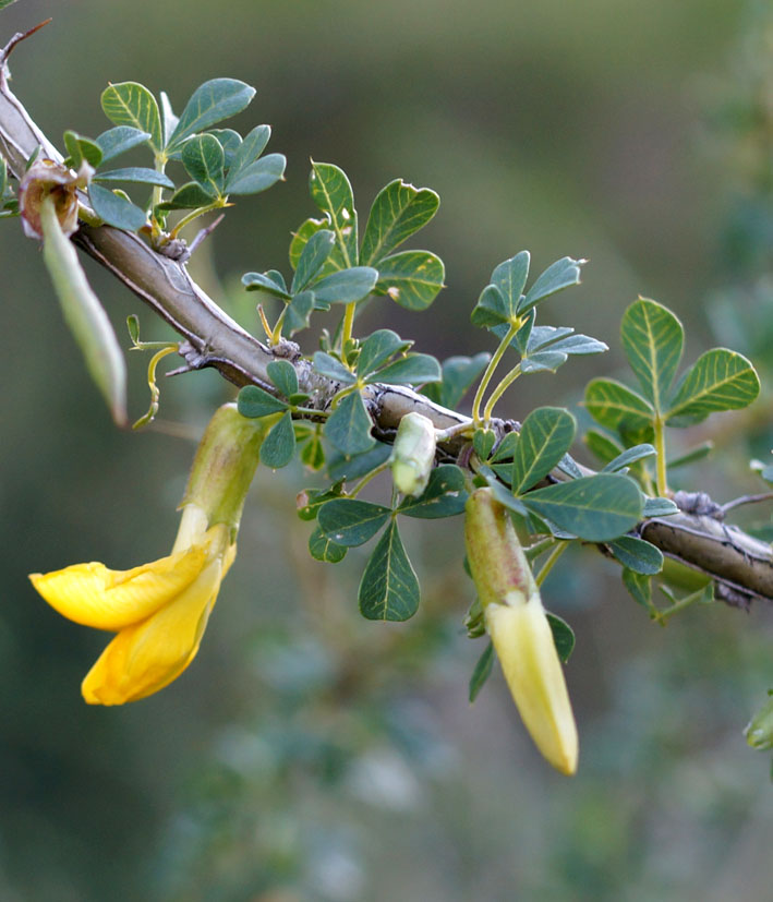 Image of Caragana camilli-schneideri specimen.