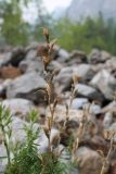 Oxytropis interposita