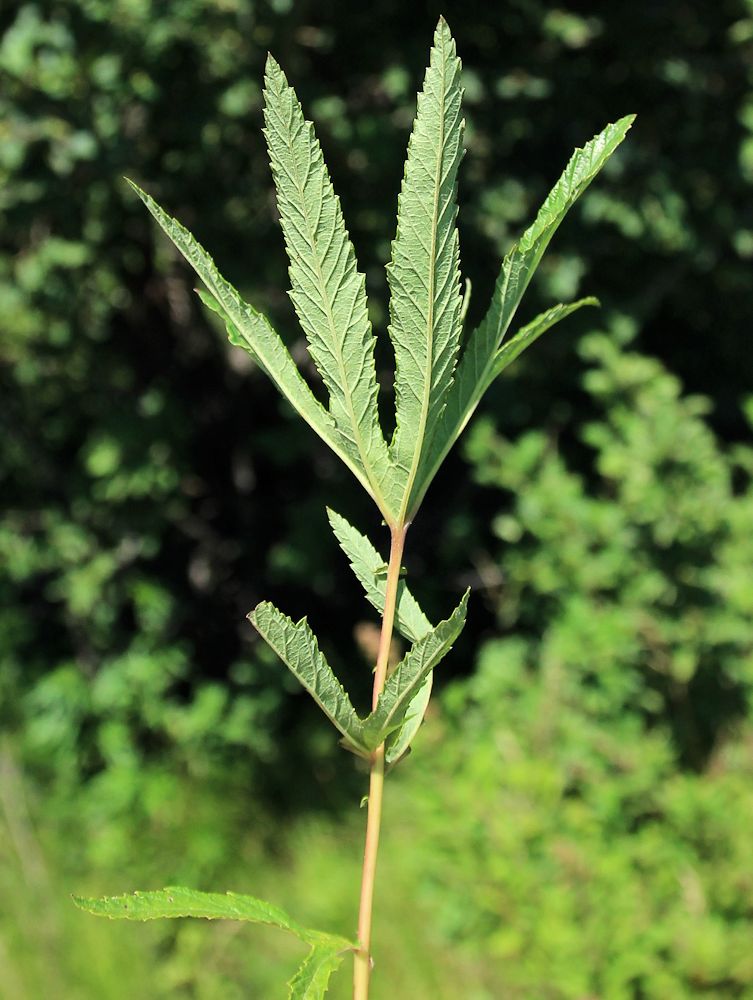 Изображение особи Filipendula angustiloba.
