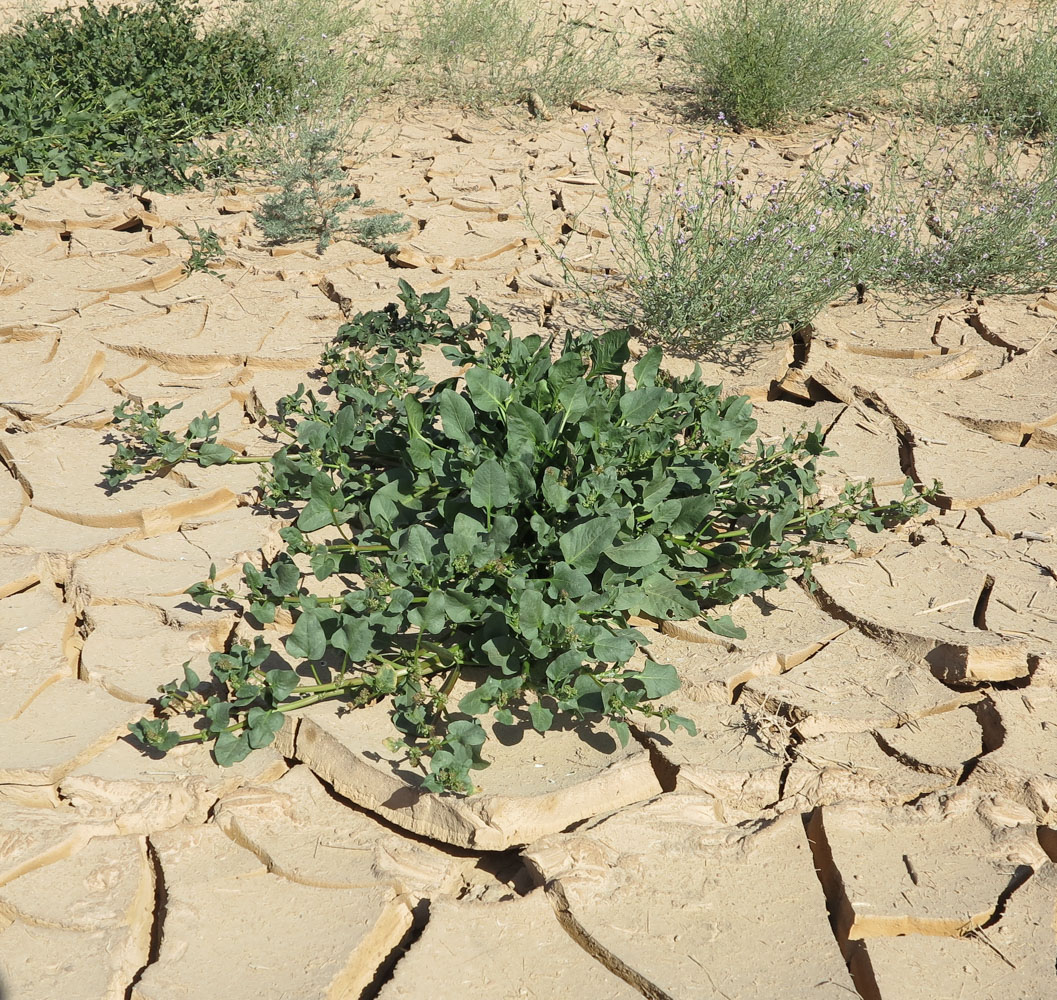 Image of Rumex spinosus specimen.