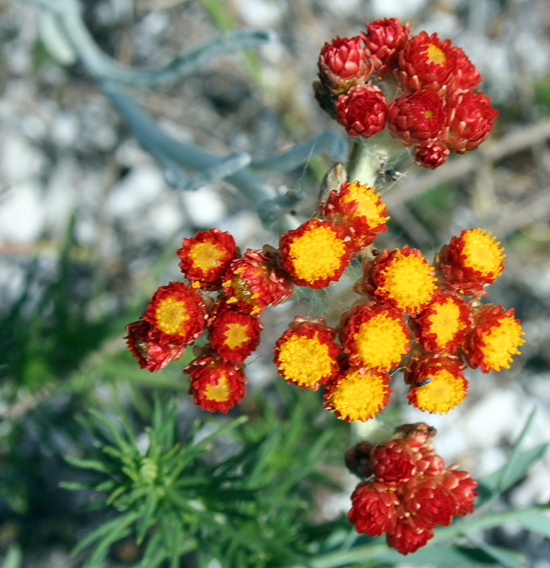 Image of Helichrysum tenderiense specimen.