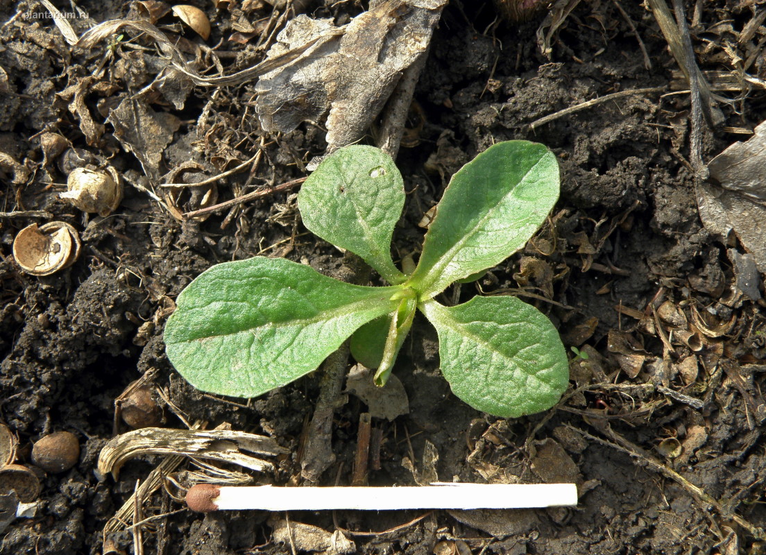 Изображение особи Lactuca serriola.