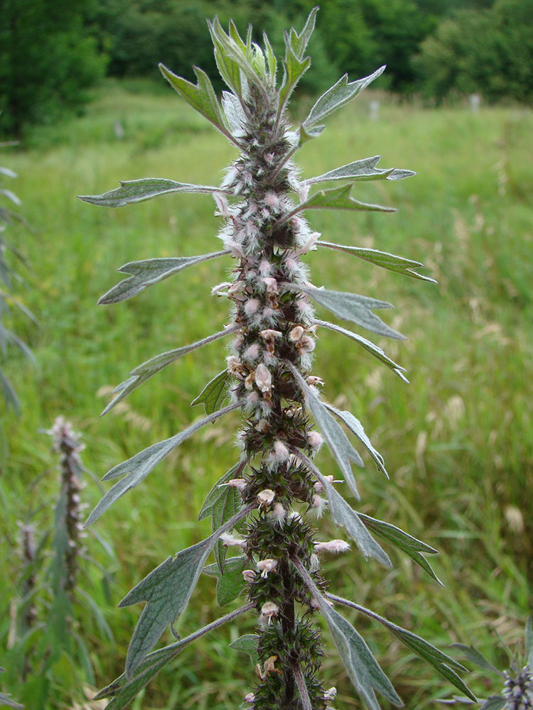 Изображение особи Leonurus quinquelobatus.