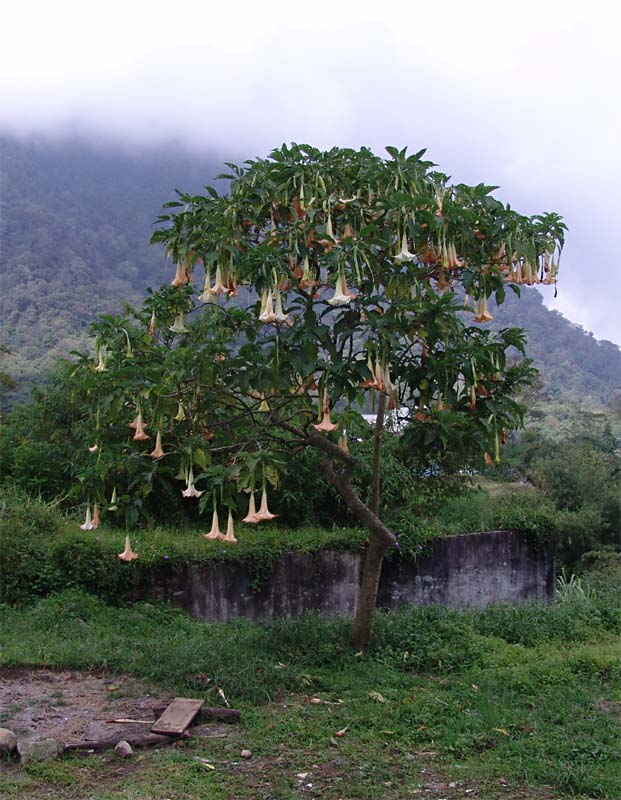 Изображение особи Brugmansia arborea.