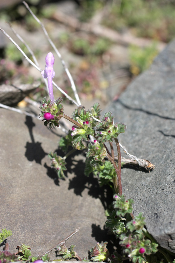 Image of Lamium amplexicaule specimen.