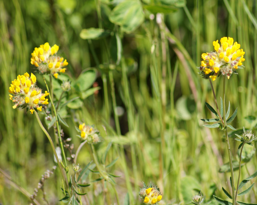 Image of Anthyllis vulneraria specimen.