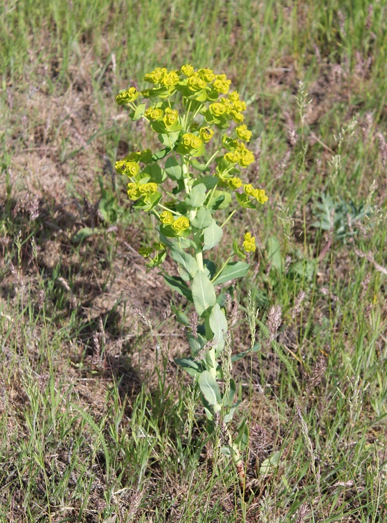 Изображение особи Euphorbia agraria.