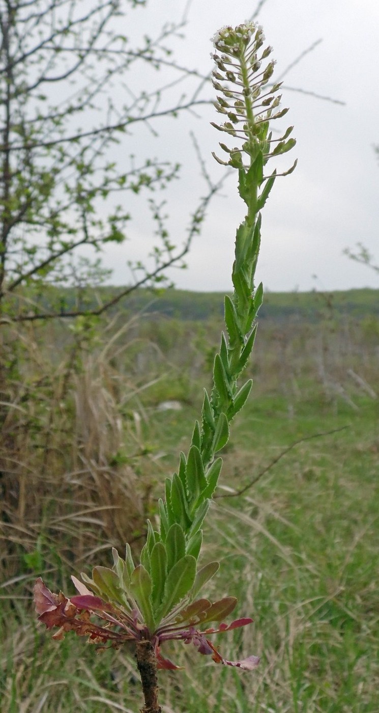 Изображение особи Lepidium campestre.