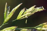 Festuca rubra