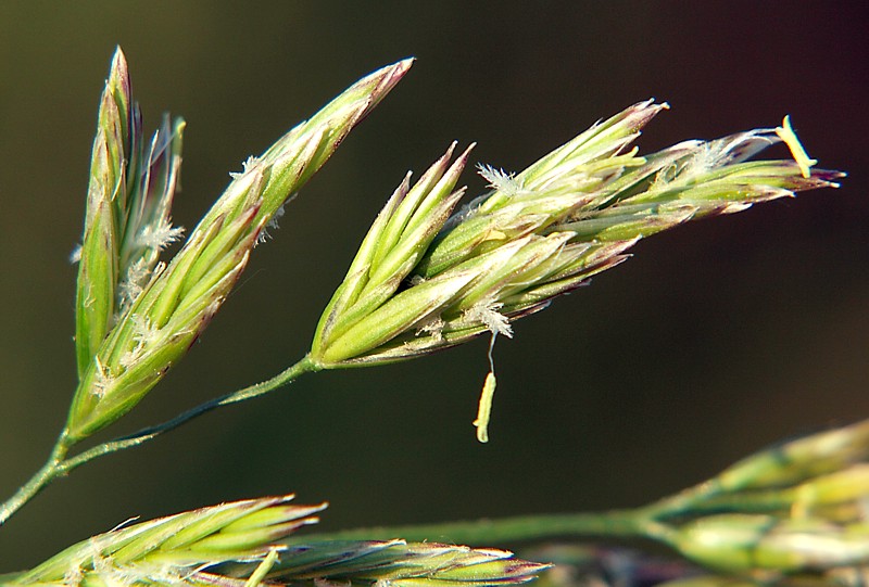 Изображение особи Festuca rubra.