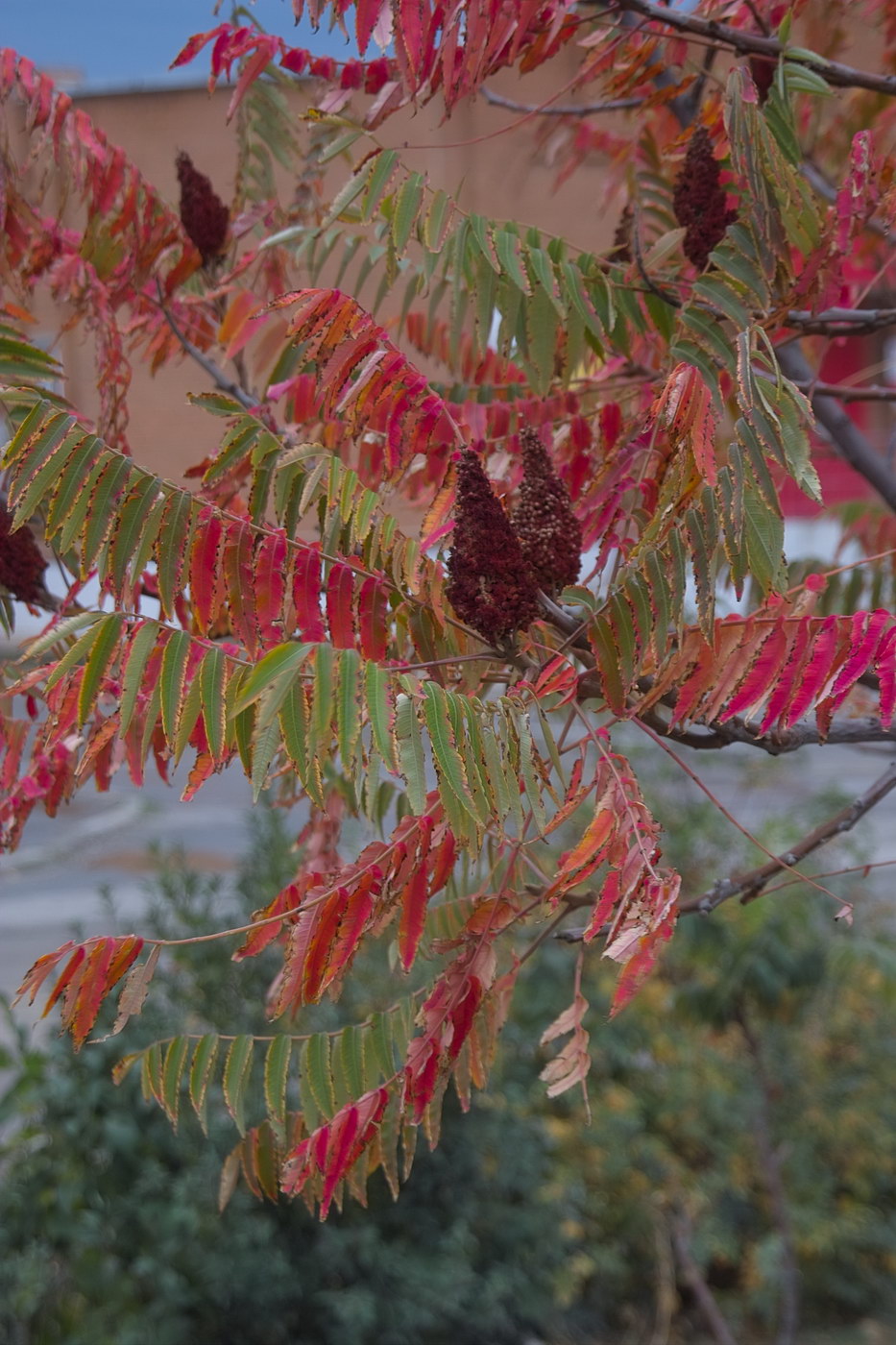 Изображение особи Rhus typhina.