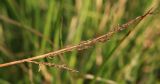 Carex appropinquata