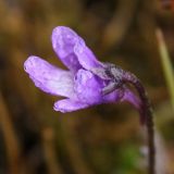 Pinguicula vulgaris. Цветок. Окрестности Мурманска, конец августа 2008 г.